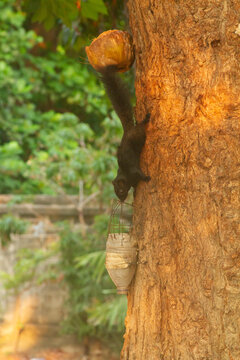 A black color morph of the Finlayson's variable squirrel stretching down a tree trunk to reach an empty half-coconut shell.