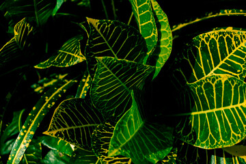 Tropical leaves, abstract beautiful leaves texture, nature background and wallpaper concept © Sirapob