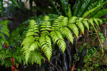 fern in the forest © Narong