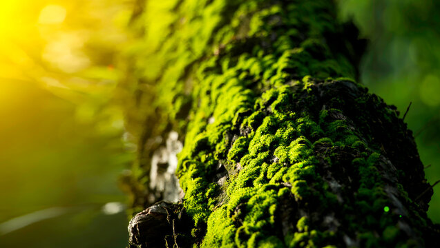 Green moss grows in moist trees. There is light in the green forest on nature background.