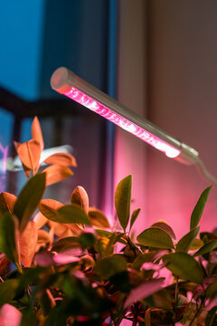 Indoor citrus plant grows under pink LED grow lamp at home during autumn and winter. Artificial lighting supplies additional light during short days and limited seasonal daylight indoors.