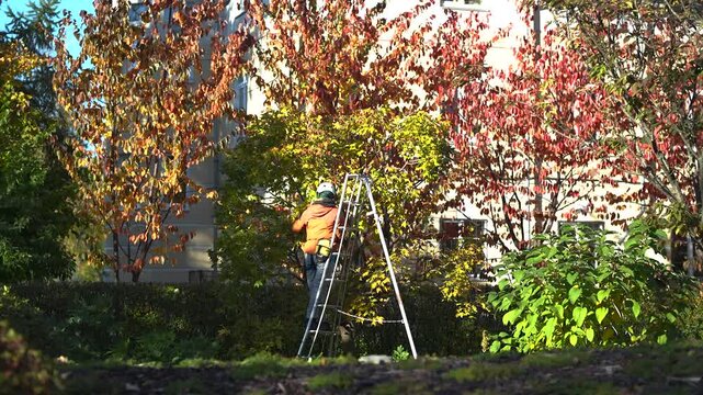 Professional arborist working in garden taking care of trees, carefully inspecting branches before cut, gardener worker standing on ladder examining condition and pruning tree twigs with instrument.