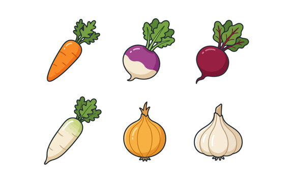 Set of fresh colorful root vegetables including carrot turnip beet radish onion and garlic Vector