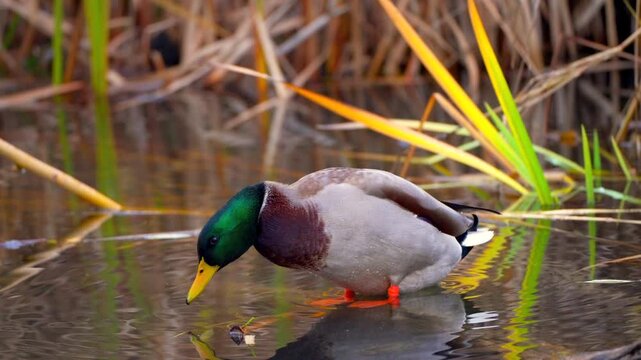 Mallard duck drinking water in a creek. 