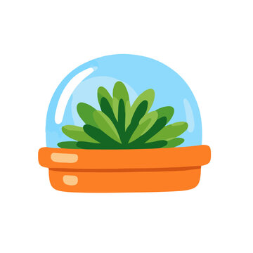Cute Succulent Plant in a Glass Terrarium Dome