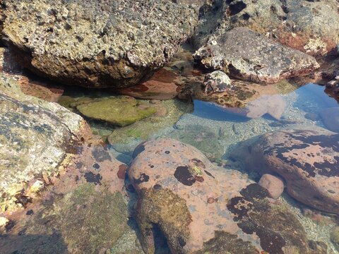 Clear Tide Pool Among Coastal Rocks