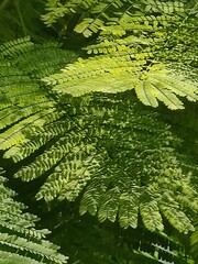 Detailed close-up view of bright green compound leaves and delicate leaflets creating a natural layered botanical pattern with soft sunlight filtering through dense tropical foliage © Md
