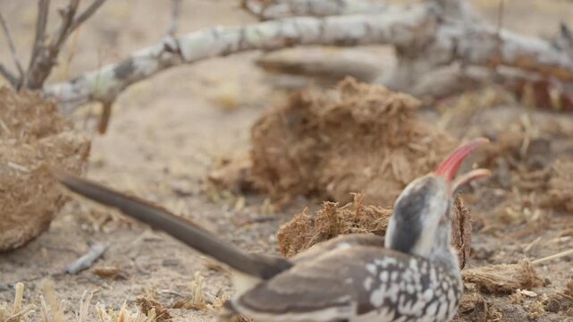 Southern red billed hornbill forages at termite mound, pecking insects in slow motion. Wildlife behavior in Kruger national park South Africa, savanna ground level scene.