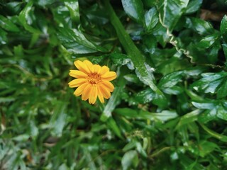 Yellow calendula flower amidst lush green foliage natural daylight © Icons World