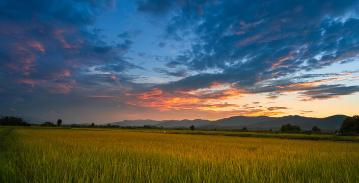 Golden rice field beneath dramatic red and orange clouds at sunset with mountains in the background in northern Thailand