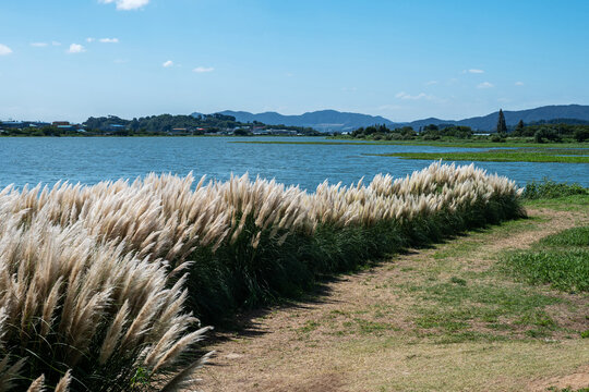 팜파스그라스,Cortaderia Selloana,꽃,꽃밭,낙동강,대저생태공원,강서구,부산