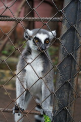 Ring tailed lemur looking through wire fence in zoo cage concept of animal captivity and freedom © Siwaporn