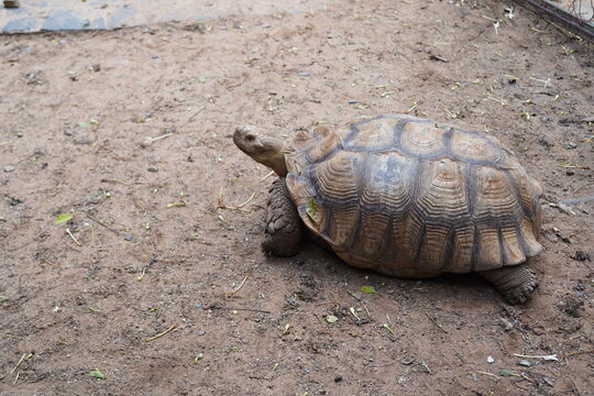 Close up African sulcata tortoise crawling on dirt ground, exotic reptile wildlife