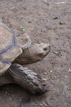 Close up African sulcata tortoise crawling on dirt ground, exotic reptile wildlife