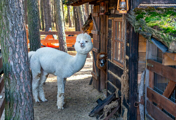 White alpaca standing next to a rustic wooden hut with a mossy roof, while a brown alpaca peeks out from the doorway. Pine forest background with wooden fencing in natural sunlight.    © Adam
