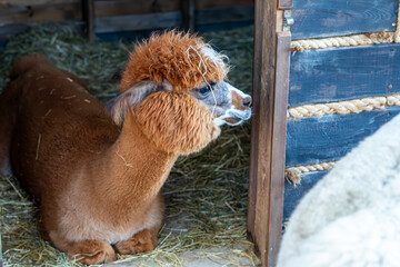 Brown alpaca with fluffy fur resting on straw inside a wooden barn enclosure. Close-up side view profile of the cute animal looking out an open wooden door in natural light.    © Adam