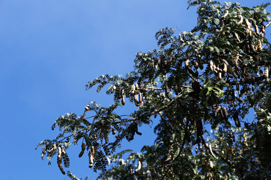 The tamarind tree (Tamarindus indica) is a perennial tree characterized by pinnately compound leaves and hanging brown pods.