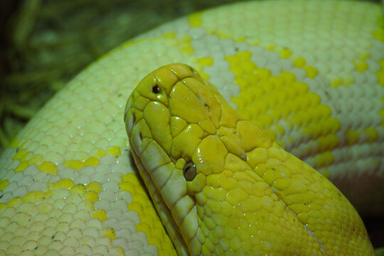 Albino reticulated python Malayopython reticulatus yellow white close up head, exotic snake scales