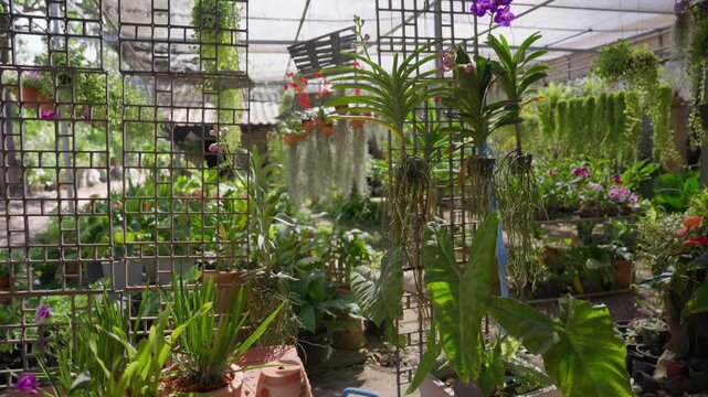 Slow motion orchids and tropical plants growing on a trellis in a plant nursery