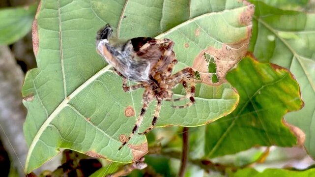 Spider catching bee and wrapping in web.