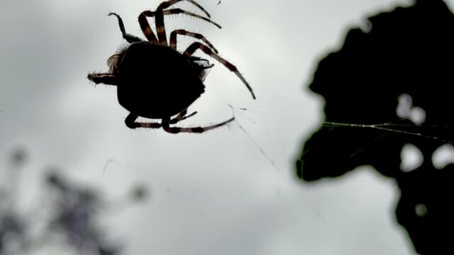 Spider wrapping bee caught in web