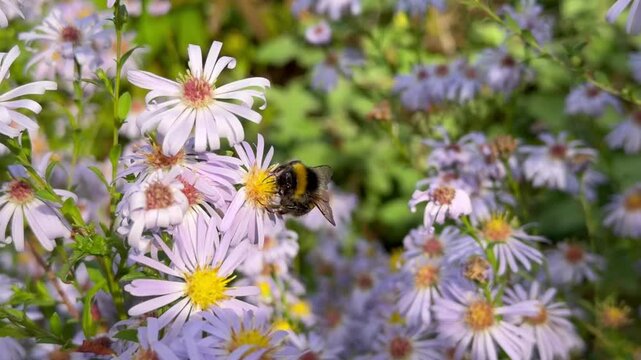 Asters being pollinated by a bumble bee.