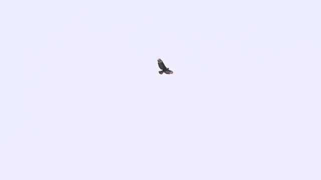 Distant view of a solitary common buzzard gliding with outstretched wings against a bright open sky.