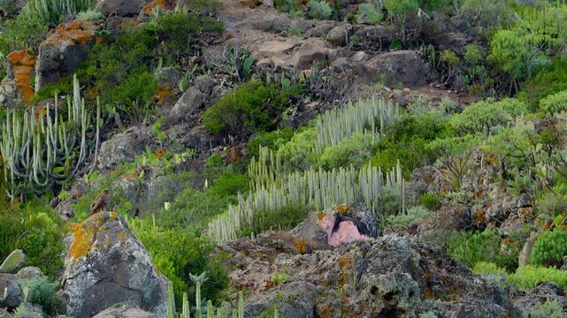 Wide shot of a Canary Islands buzzard perched on a boulder surrounded by dense Euphorbia canariensis and native scrubland vegetation.