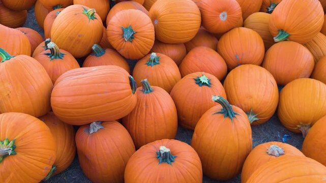 Close perspective of Halloween pumpkins piled together outdoors, their vivid orange shells and deep grooves creating a colorful autumn background for seasonal festivals and holiday designs.
