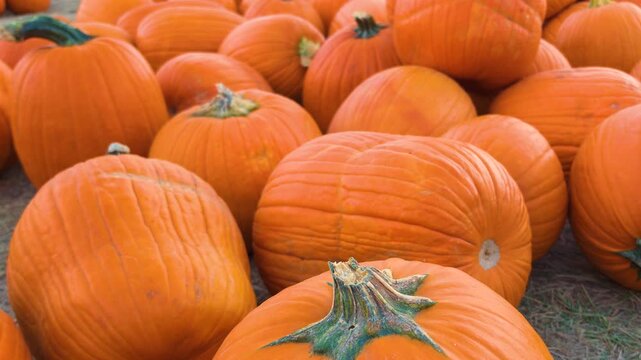 Detailed view of pumpkin skins and sturdy stems among dozens of orange winter squash at a harvest display, capturing the colors and textures associated with October and fall celebrations.
