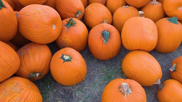 A crowded collection of pumpkins rests on the ground at an outdoor pumpkin patch, revealing curved shapes, rough green stems, and natural imperfections typical of the fall harvest season.