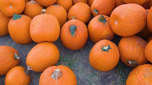 Orange pumpkins of assorted shapes and sizes form an outdoor harvest display, creating a colorful fall background for pumpkin picking, Halloween carving, autumn festivals, and farm markets.