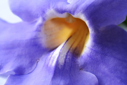 Rang Chuet flower (from the plant with the scientific name *Thunbergia laurifolia* Lindl., in the family Acanthaceae