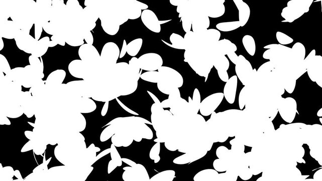 White animated flower petals moving right to left full frame alpha matte transition clip for visual effects and motion graphics