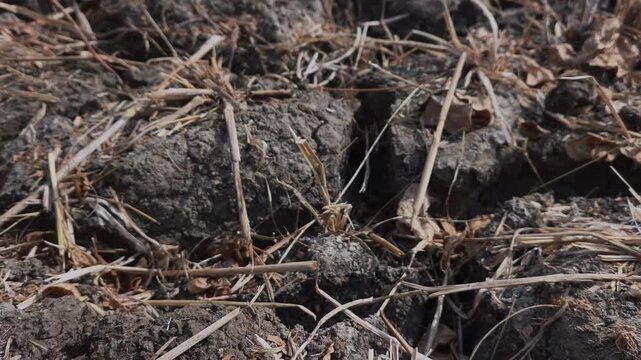 Close up view of parched dry earth with deep cracks and dried straw plant debris on a field, ideal for environmental drought, agriculture failure, and climate change concept