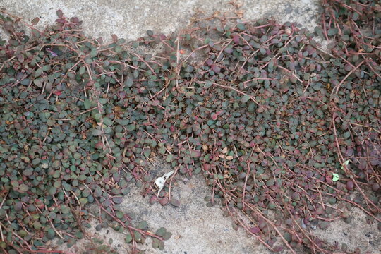 Euphorbia maculata, a low-growing spotted spurge with tiny leaves and delicate flowers, thrives in gardens and natural landscapes.