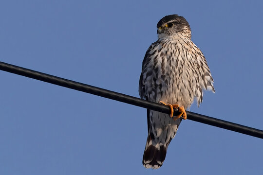Merlin (Falco columbarius), natural scene from Lake Michigan