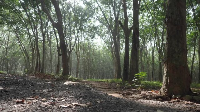 Rubber plantation featuring visible tapping cuts and collection containers attached to the tree trunks.