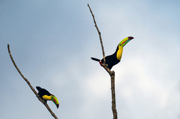 Keel-Billed Toucans © Kieffer