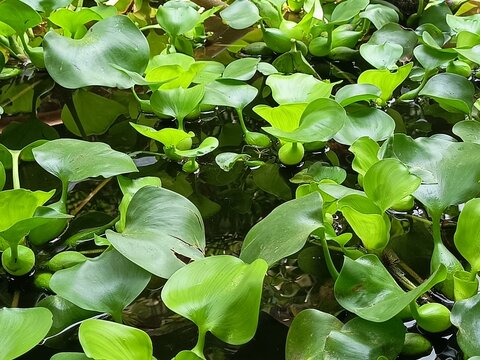 Fresh green water hyacinth plants growing densely on the water surface during a bright day.