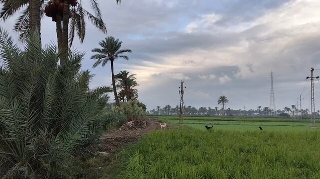 Rural landscape of a green agricultural field with palm trees, stray dogs, and electrical poles under a cloudy sky in Rosetta, Egypt.