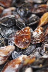 Wet mussels collected for sale at a seafood market © Towfiqu Barbhuiya 