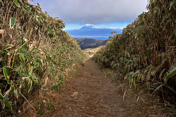 伊豆半島の伊豆山稜線歩道　達磨山　笹原の登山道の先に聳える富士山  © Green Cap 55