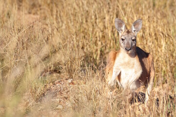Agile wallaby, Notamacropus agilis, also known as Sandy Wallaby, standing in dry grass in northern Australia. Native to Western Australia, Northern Territory, Queensland and southern New Guinea © BJP7images