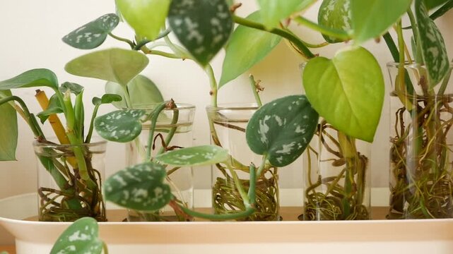 Pothos cuttings growing in glass jars on an indoor windowsill