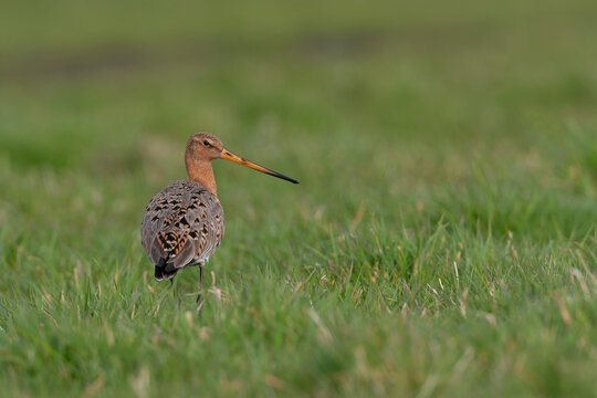 Black-tailed Godwit, Limosa limosa