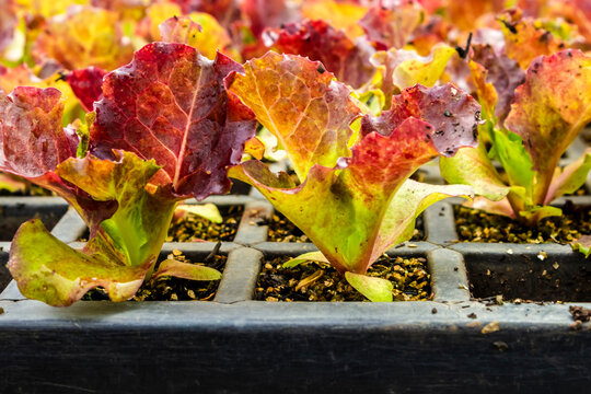 selective focus of purple lettuce seedlings on the family farm in Brazil