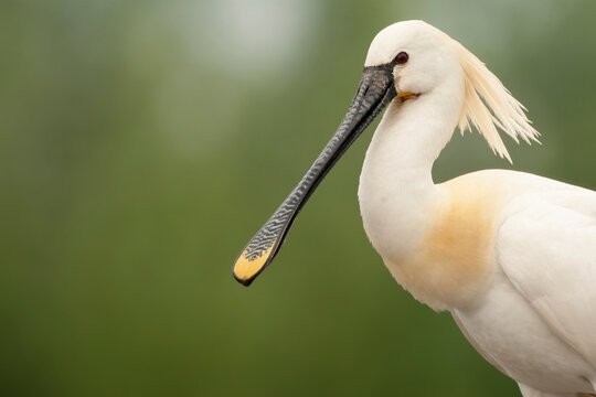 Eurasian Spoonbill, Platalea leucorodia