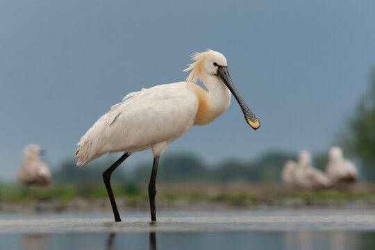 Eurasian Spoonbill, Platalea leucorodia