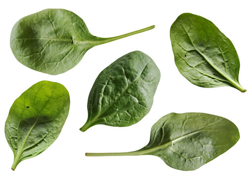 Fresh baby spinach leaves front and back side collection isolated on transparent background, png